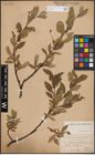 Foto von Salix glauca L. x Salix nigricans Sm. x Salix phylicifolia L.